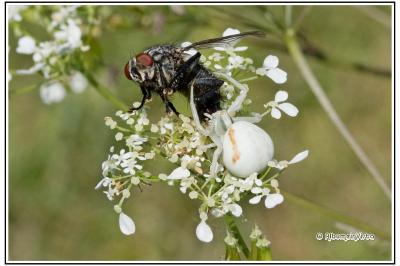 Misumena vatia