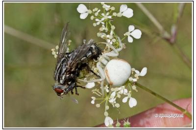 Misumena vatia