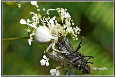 Misumena vatia