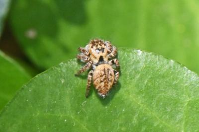 Carrhotus xanthogramma