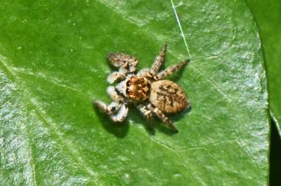 Carrhotus xanthogramma