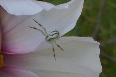 Misumena vatia