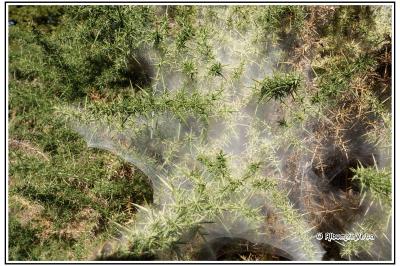 Tetranychus lintearius