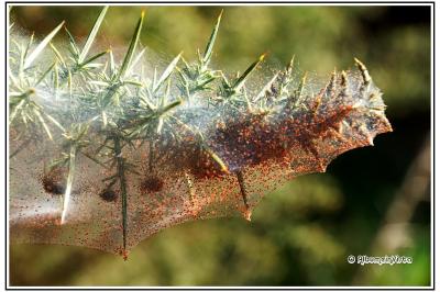 Tetranychus lintearius