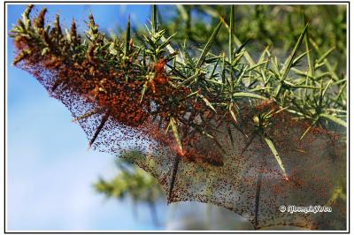 Tetranychus lintearius