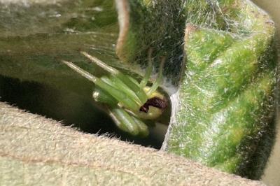 Ebrechtella tricuspidata