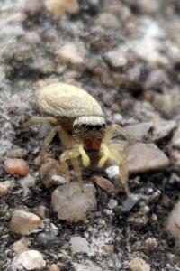 Heliophanus tribulosus