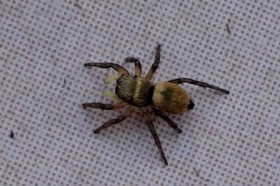 Heliophanus tribulosus