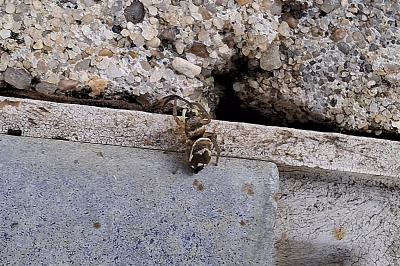 Heliophanus tribulosus