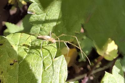 Tetragnatha