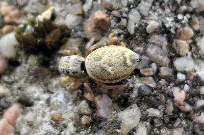 Heliophanus tribulosus