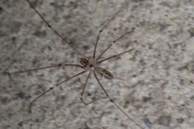 Pholcus phalangioides