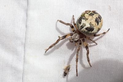 Larinioides cornutus