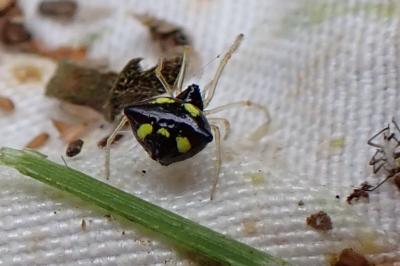 Theridula gonygaster