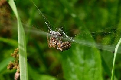 Gibbaranea bituberculata