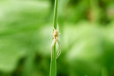 Philodromus