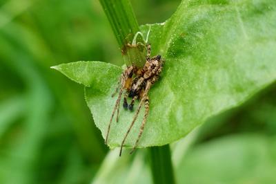 Anyphaena accentuata
