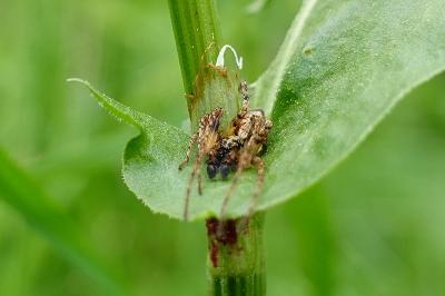 Anyphaena accentuata