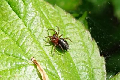 Agelena labyrinthica