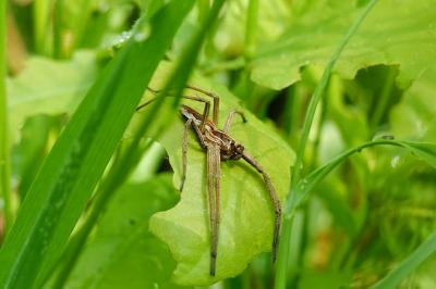 Pisaura mirabilis