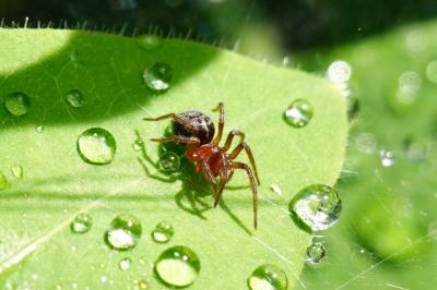 Agelena labyrinthica