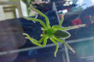 Micrommata ligurina