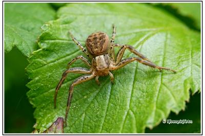 Xysticus