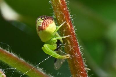 Ebrechtella tricuspidata