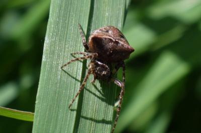 arachni1777646811