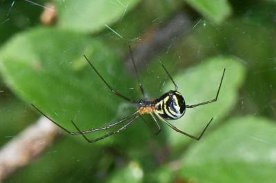 arachni1777796557