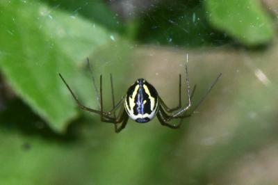 arachni1777796731