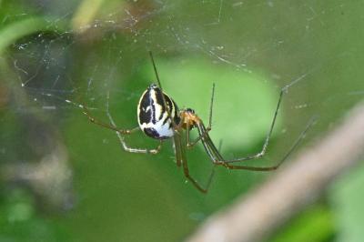 arachni1777796745