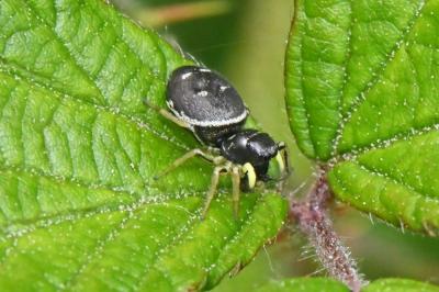 Heliophanus cupreus