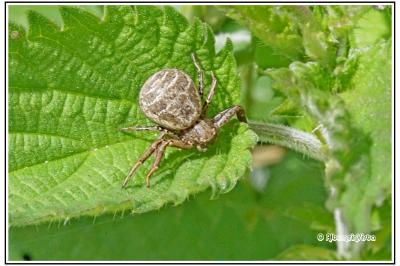 Xysticus
