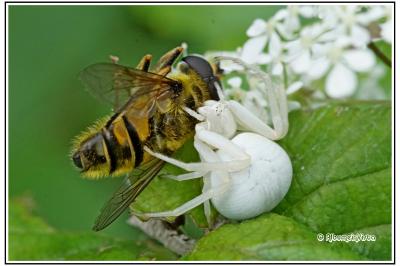 Misumena vatia