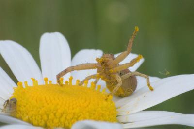 Xysticus