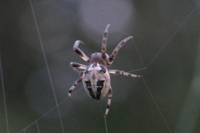 Larinioides cornutus