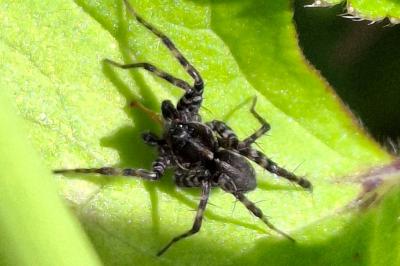 Pardosa prativaga