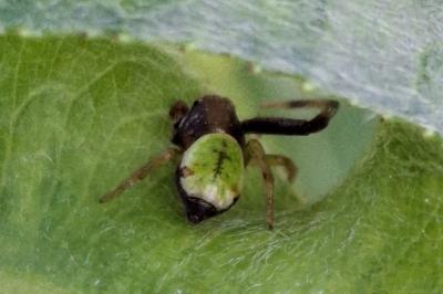 Ebrechtella tricuspidata