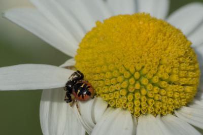 Synema globosum