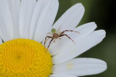 Ebrechtella tricuspidata