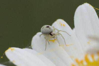 arachni1779317941