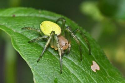 Araniella