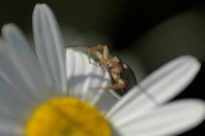 arachni1779496465
