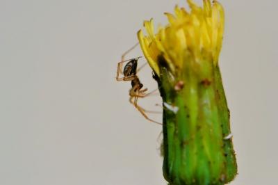 Agyneta