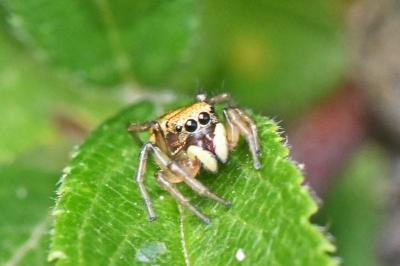 Heliophanus tribulosus