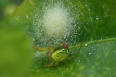 Araniella cucurbitina