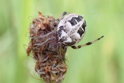 Larinioides cornutus