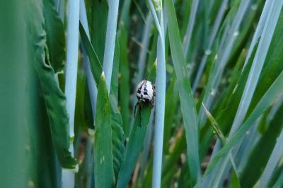 Larinioides cornutus
