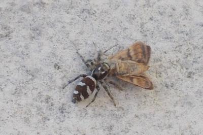 Salticus scenicus
